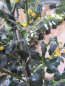 Preview: Ilex meserveae Golden Girl3