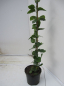 Preview: Jasminum Sambac kommt aus Indien