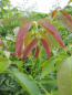 Preview: Juglans regia Parisienne 1