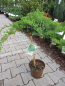 Preview: Juniperus procumbens Nana 1