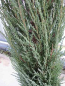 Preview: Juniperus scopulorum Blue Arrow 3