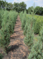 Preview: Juniperus scopulorum Blue Pyramid - Blauer Raketenwacholder 40-60