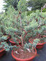 Preview: Juniperus squamata Holger Formschnitt - Zwergwacholder Holger Formschnitt2