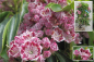 Preview: Kalmia latifolia Carousel - Berglorbeer - Lorbeerrose - ist besonders gut Winterhart und bevorzugt halbschattige Standort, wächst jedoch auch in sonnigen Lagen.