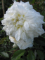Preview: Kletterrose Alberic Barbier® - Rosa Alberic Barbier® - weiß - Ramblerrose - ist eine einmal blühende Rose mit weißen, gefüllten Blüten, die einen leichten Apfelduft entwickeln.