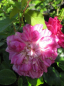 Preview: Die einmal blühende Kletterrose Alexandre Girault® - Rosa Alexandre Girault® - dunkelrosa - Duft+ -