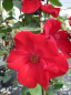 Preview: Kletterrose Altissimo® - Rosa Altissimo® - blutrot - Delbard-Rose - zeigt sich von Juni bis September mit einfachen, blutroten Blüten, die eine karmesinrote Schattierung besitzen.