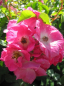 Preview: Die besonders frostharte Kletterrose American Pillar® - Rosa American Pillar® - rosa-weiß - Ramblerrose - bevorzugt geschützte und sonnige Standorte.