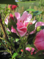 Preview: Kletterrose Camelot