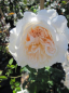 Preview: Kletterrose Colonial White® - Rosa Colonial White® - weiß - Duft++ - Ramblerrose - ist eine besonders winterharte Rose mit einem buschigen, aufrechten und kletternden Wuchs.