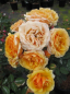 Preview: Kletterrose Disco Tango