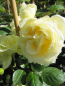 Preview: Kletterrose Elfe 1