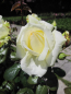 Preview: Kletterrose Elfe 3
