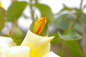 Preview: Kletterrose Goldstern