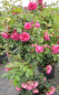 Preview: Kletterrose Laguna® - Rosa Laguna® - pink - Duft+++ - Kordes-Rose blüht von Juni bis September.