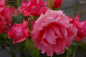 Preview: Kletterrose Lawinia® - Rosa Lawinia® - reinrosa - Duft+++ - Tantau-Rose - hat einen buschigen, aufrechten und kletternden Wuchs.