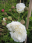 Preview: Kletterrose Long John Silver