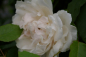 Preview: Kletterrose Madame Alfred Carriere 3