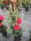 Preview: Die besonders winterharte Kletterrose Red Flame® - Rosa Red Flame® - rot - Duft+++ - NIRP-Rose - wächst aufrecht, kletternd und buschig mit einer besonders guten Winterhärte.