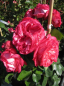 Preview: Kletterrose Antike 89® syn. Kordalen® - Rosa Antike 89® syn. Kordalen® - cremeweiß-karmesinrot - Duft+ - Kordes-Rose - fasziniert in den Monaten von Juni bis September mit cremeweißen Blüten, die eine karmesinrote Umrandung aufweisen.