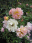Preview: Die öfter- und reichblühende Kletterrose Phyllis Bide® - Rosa Phyllis Bide® - lachsrosa-hellgelb - Duft++ - Ramblerrose - Austin-Rose - blüht mit lachsrosa bis hellgelben, gefüllten, gut duftenden Blüten in den Monaten von Juni bis September.