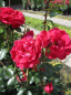Preview: Kletterrose Red New Dawn