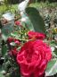 Preview: Kletterrose Red New Dawn