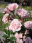 Preview: Kletterrose Rosenholm® - Rosa Rosenholm® - zartrosa - Duft++ - Poulsen-Rose - wächst als frostharte, buschige, aufrechte und kletternde Rose.
