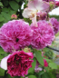 Preview: Kletterrose Russeliana