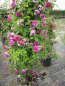 Preview: Kletterrose Russeliana
