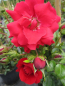 Preview: Kletterrose Tradition 95® - Rosa Tradition 95® - blutrot - Duft+ - Kordes-Rose - zeigt halbgefüllte, sehr schwach duftende, blutrote Blüten in den Monaten von Juni bis September.