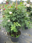 Preview: Uetersener Klosterrose
