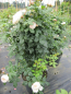 Preview: Uetersener Klosterrose