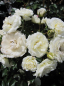 Preview: Kletterrose Waltz® - Rosa Waltz® - weißgelb- - Duft+ - Poulsen-Rose - blüht mit weißgelblichen, gefüllten Blüten, die einen leichten Duft verbreiten.