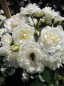 Preview: Die besonders winterharte Kletterrose Waltz® - Rosa Waltz® - weißgelb- - Duft+ - Poulsen-Rose - hat einen aufrechten und buschigen Wuchs.