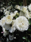 Preview: Kletterrose Waltz® - Rosa Waltz® - weißgelb- - Duft+ - Poulsen-Rose - bevorzugt geschützte und sonnige Standort.