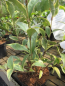 Preview: Ligustrum japonicum Columbine Brizeise 2