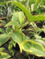 Preview: Ligustrum japonicum Columbine Brizeise 1