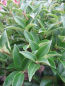 Preview: Ligustrum japonicum Koran Dwarf 1