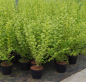 Preview: Ligustrum ovalifolium Aureum 3