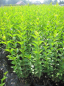 Preview: Ligustrum ovalifolium - Ovalblättriger Liguster - wintergrüner Liguster - ist eine aufrechte und schnellwachsende Pflanze mit dunkelgrünen, länglich-ovalen Blättern.
