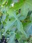 Preview: Amberbaum Palo Alto 1