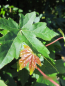 Preview: roter Amberbaum 1