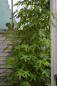 Preview: Liquidambar styraciflua Stared 2