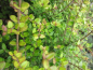 Preview: Lonicera nitida Baggesen's Gold 1