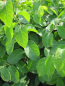 Preview: Lonicera xylosteum 1