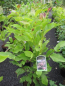 Preview: Magnolia soulangeana Heaven Scent 2