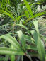 Preview: Mahonia eurybracteata Sweet Winter 1