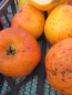 Preview: Winterapfel Cox Orange1