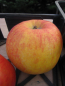 Preview: Tafelapfel Jonagold 1